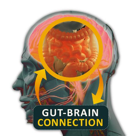 The Gut And Brain Connection Daiwa Health Development Inc