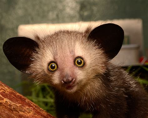 Duke Lemur Center Aye Aye Infants From Previous Years