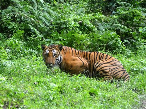 Tiger Population Leaps 30 Percent In India Study Finds Nbc News