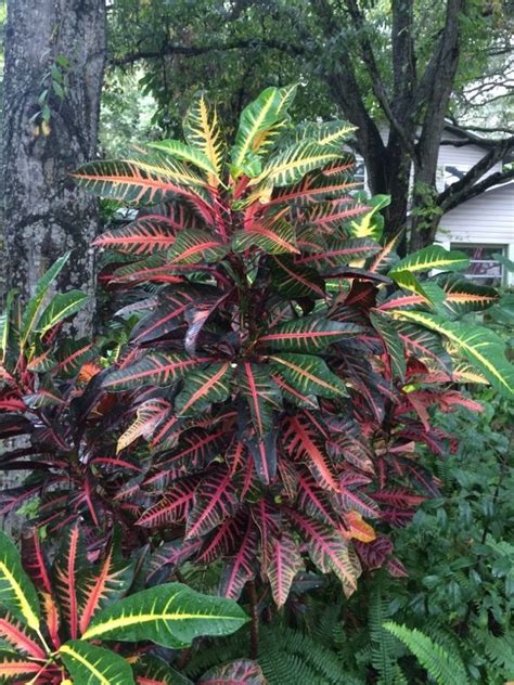 These small flowering perennials bloom on and off all year for bright spots of color in a home landscape. Croton In Florida (codiaeum variegatum): Known for their ...