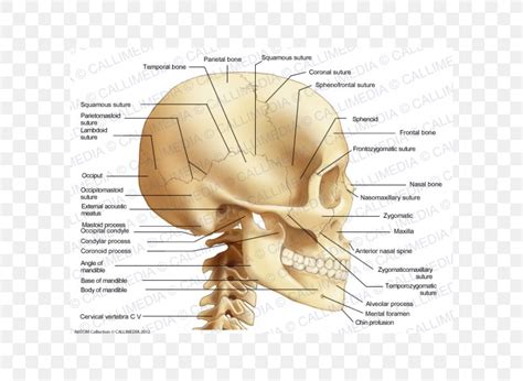 Occipital Bone Anatomy Coronoid Process Of The Ulna Png 600x600px