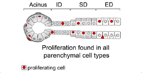 Schematic Overview Of Salivary Gland Parenchymal Cells The Secretory