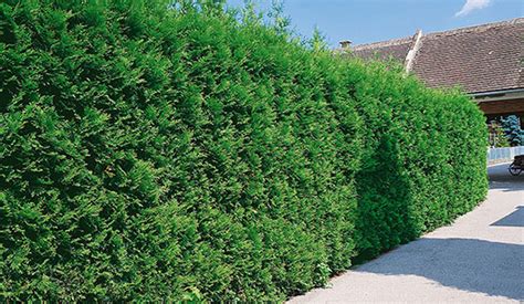 7 Fast Growing Hedges And Shrubs For Privacy Instanthedge