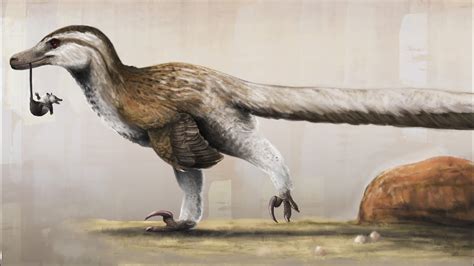 Velociraptor Mongoliensis Youtube