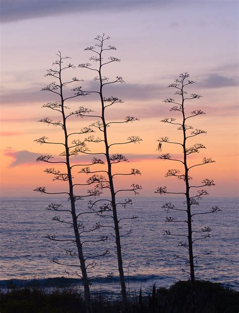 Three Trees At Blue Hour Oleg Kr Flickr