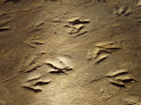 Connecticut State Fossil Dinosaur Tracks Eubrontes Giganteus