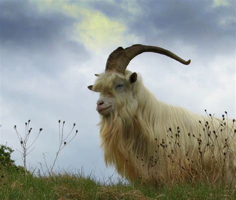 Dont Get Bit — The Hexi Cashmere Goat Breed From Desert And