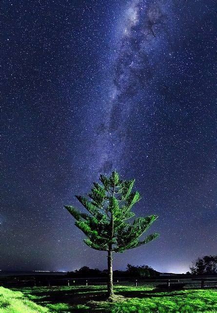 Milky Way Tree Gerringong New South Wales Australia Beautiful World