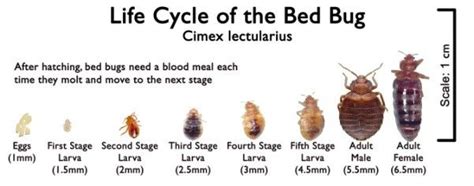 Since Bed Bugs Go Through Different Stages In Their Life The