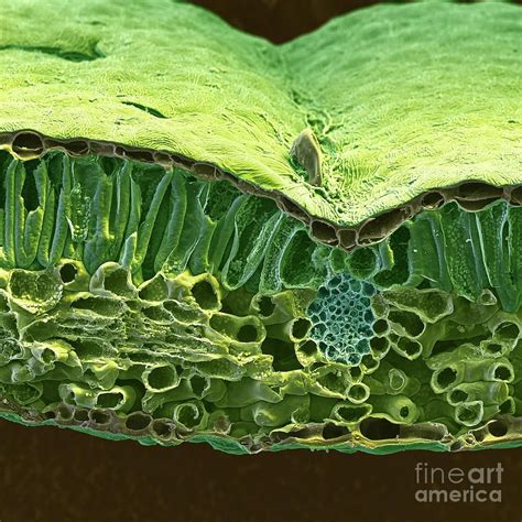 Sem Of Christmas Rose Leaf By Science Source Microscopic Photography