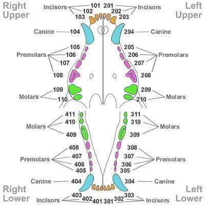 What are the 4 types of teeth? canine dental chart - Google Search | Vet medicine, Vet ...