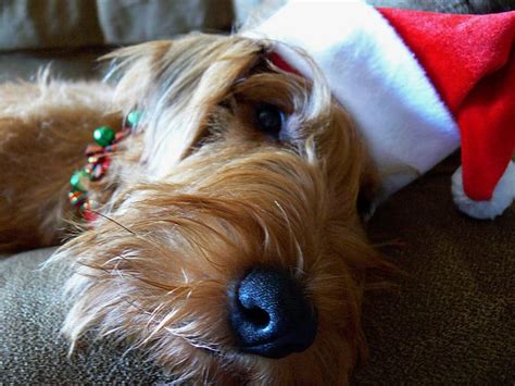 Cute Dogs In Santa Hats Pictures Popsugar Pets Photo 3
