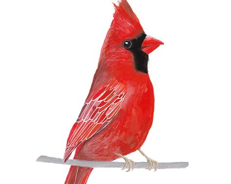 Bird Print Cardinal Bird Printable Bird Wall Printable Etsy