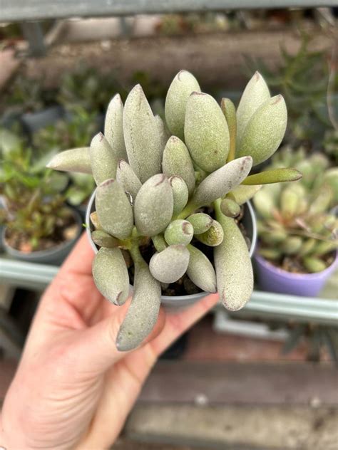 Adromischus Marianae Cv Little Spheroid Compact Form Succulents