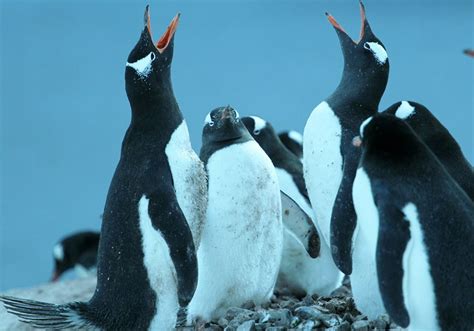 Gentoo Penguins Singing Antarctica Photo Of The Day Pinterest