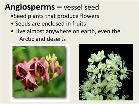 Ppt Angiosperms Vessel Seed Seed Plants That Produce Flowers