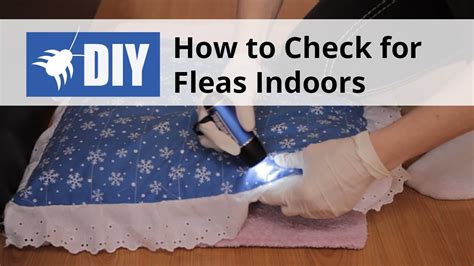 How To Know If I Have Fleas In My Carpet Carpet Vidalondon