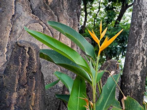 Las Heliconias Son Una De Las Plantas Más Tropicales Es Imprescindible