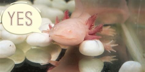 Do Axolotls Lay Eggs Fascinating Facts About Axolotl Breeding