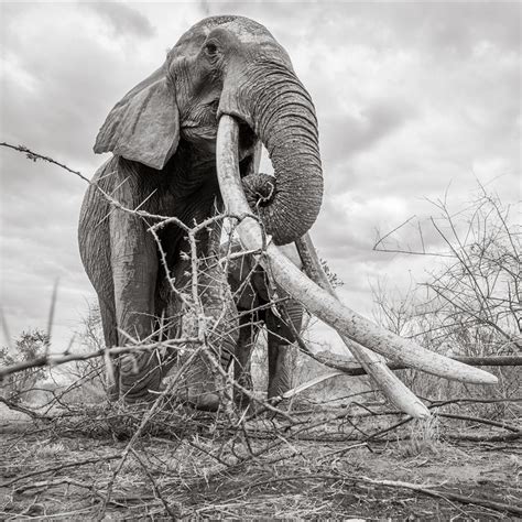 Elefantes Cuánto Pesan Los Elefantes Dónde Viven Y De Qué Se Alimentan
