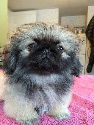He is going to be a teacup size pekingese about 3 to 3 1/2 pounds full grown. Pekingese Puppies Pet Dog Puppies For Sale in Lake George, NY A00006 | Want Ad Digest Classified ...