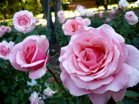 Secretos De La Poda De Floración De Rosales