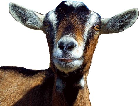 Choosing A Goat
