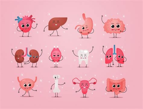 Free Vector Human Internal Organs Anatomy In Cartoon Vector Style
