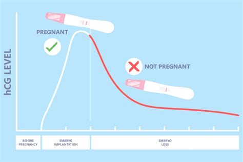 Hcg Level After Miscarriage When Does It Return To Zero Momjunction