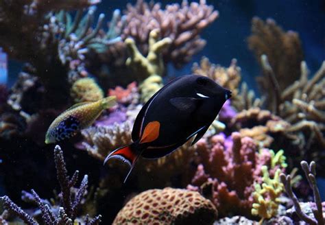 Why Are Tangs Some Of The Best Fish For Reef Tanks
