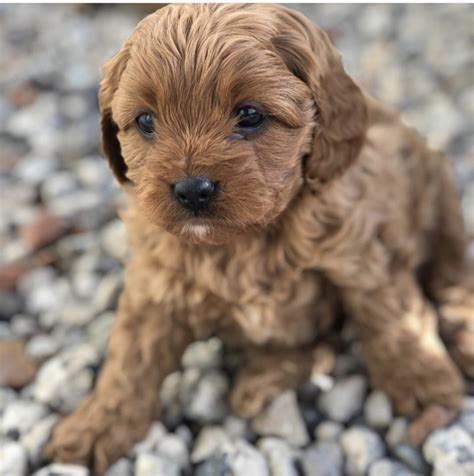 Cavapoo Puppies For Sale New York Ny 337064 Petzlover