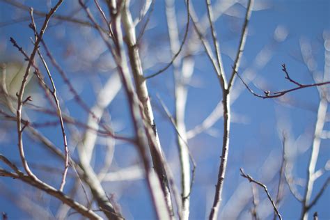 무료 이미지 나무 분기 꽃 눈 겨울 하늘 햇빛 잎 서리 봄 시즌 작은 가지 동결 식물 줄기 우디