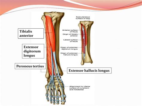 Ppt Anterior Lateral Compartments Of The Leg And Dorsum Of The Foot