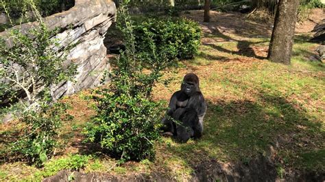 Gorilla Falls Exploration Trail At Disneys Animal Kingdom Complete Pov