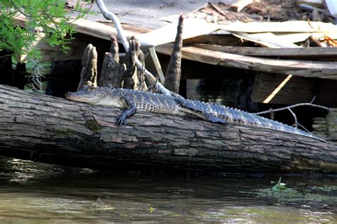 Free Images Nature Swamp Boat Animal River Wildlife Sunbathing
