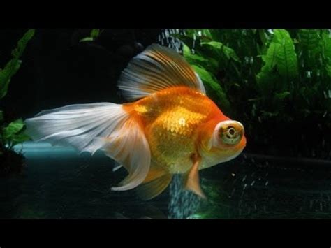 ← telescope fantail red & black fancy goldfish. Red/White Male Butterfly Telescope Goldfish - YouTube