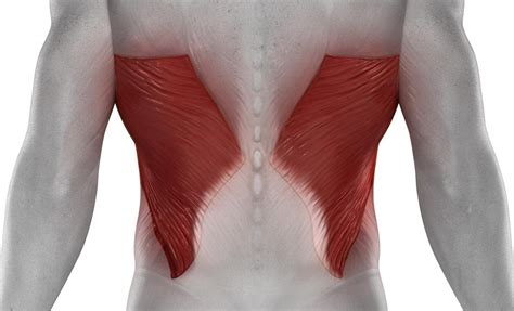 Latissimus Dorsi Lower Back Pain Human Anatomy