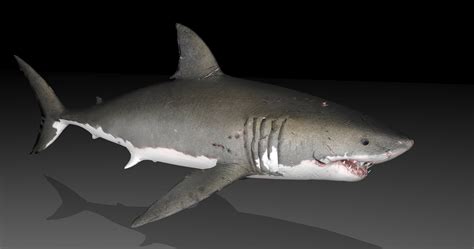 Great White Shark Animal 3d Model Turbosquid 1404290