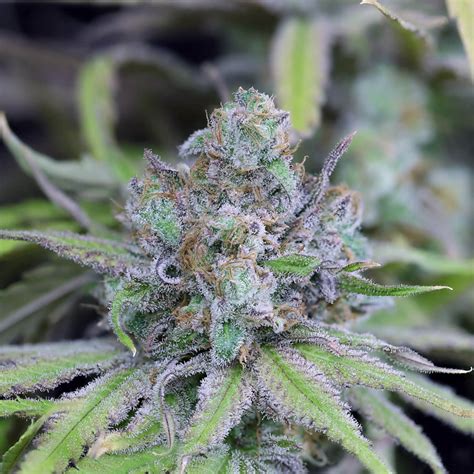 Vente De Graines De Cannabis Féminisées Critical Purple Kush De Seedsman