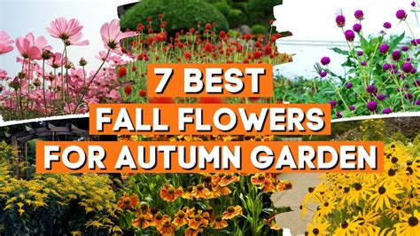 7 Best Fall Flowers To Liven Up Your Autumn Garden With Bright Colors 🌼