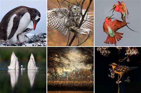 The 2017 Audubon Photography Awards Winners Audubon Photography
