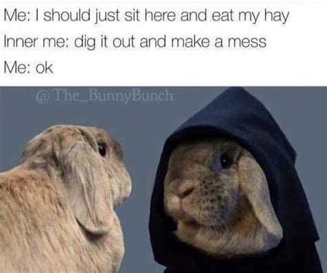 Funny Bunny Memes Bunny Memes Pet Bunny Rabbits Pet Bunny
