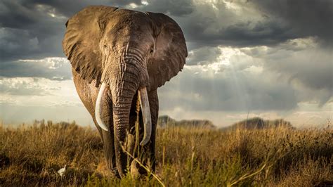 Elephant Is Standing On Green Grass In Sky Background 4k 5k Hd Elephant