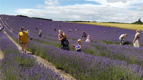 Lordington Lavender Garden 🏅 Travel Tips Things To Do