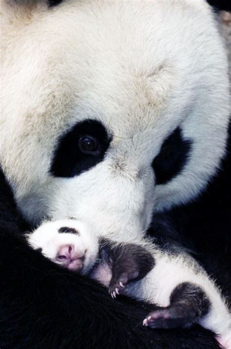 Mom And Baby Panda Animals Beautiful Cute Baby Animals Panda Bear