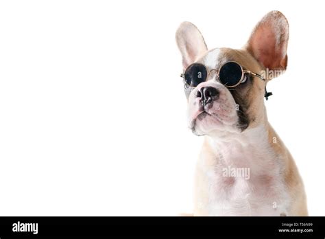 Cute French Bulldog Wear Sunglass Isolated On White Background Pet In