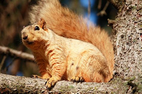 Three celebrity nutritionists share their guide to eating healthy with their favorite healthy daily meals. What do Squirrels Eat - Animal Sake