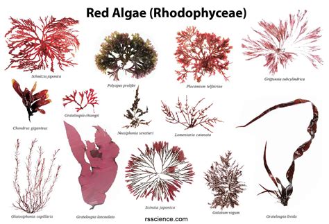Red Algae Characteristics Structure Reproduction And Examples