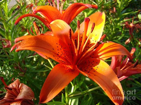 Asian Lily By Margaret Hamilton