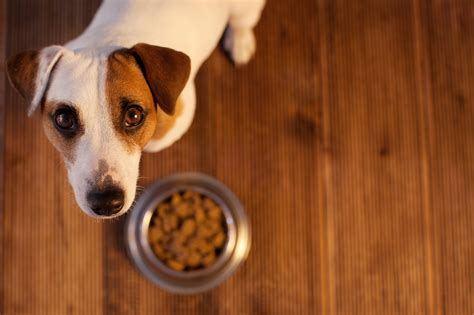 The problem with most fast food is that they are filled with additives, sodium nitrates, and nitrites as preservatives, fats, sugars, and other harmful substances. Table Manners Your Dog Should Know - Happy Jack Russell